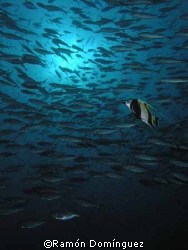 Sardine run in Cabo San Lucas by Ramón Domínguez 